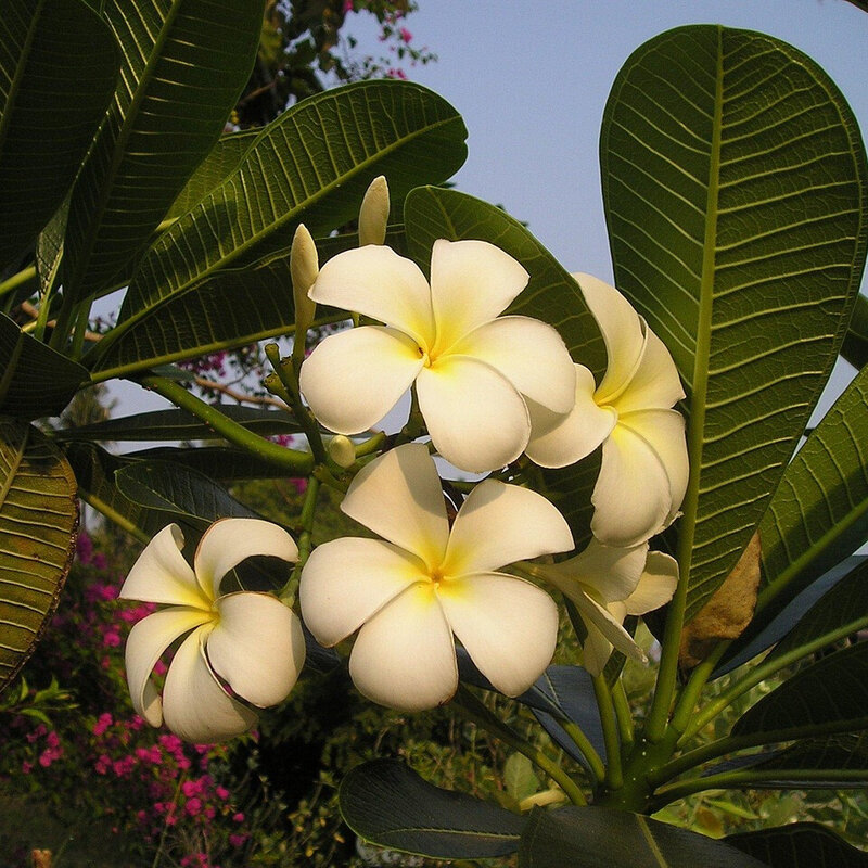 Flores de frangipani amarillas